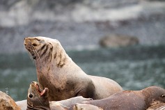 kamchatka-19