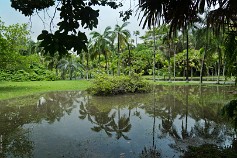 Mauritius-12 Маврикий,Ботанический сад Памплемус