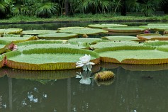 Mauritius-8 Маврикий,Ботанический сад Памплемус