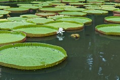 Mauritius-9 Маврикий,Ботанический сад Памплемус